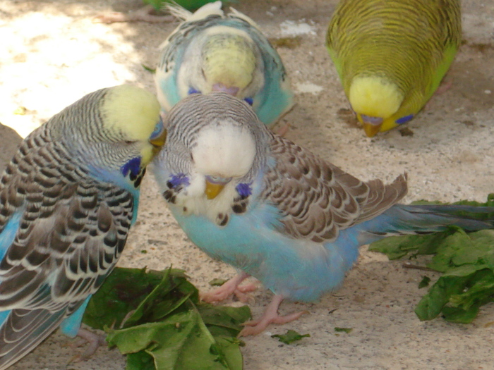DSC05794 - PUI 2010-MATCA 2011