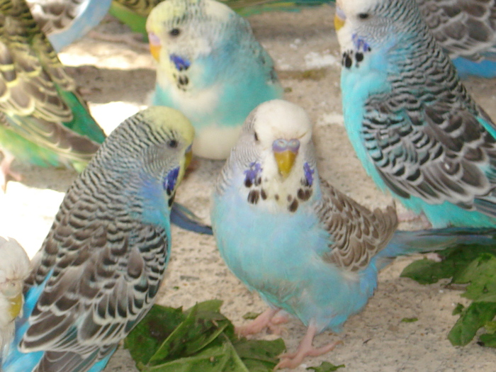 DSC05795 - PUI 2010-MATCA 2011