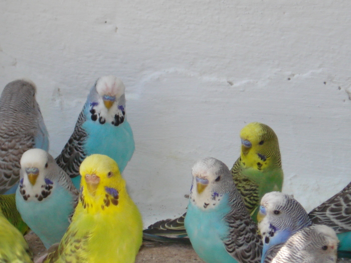 DSC05797 - PUI 2010-MATCA 2011