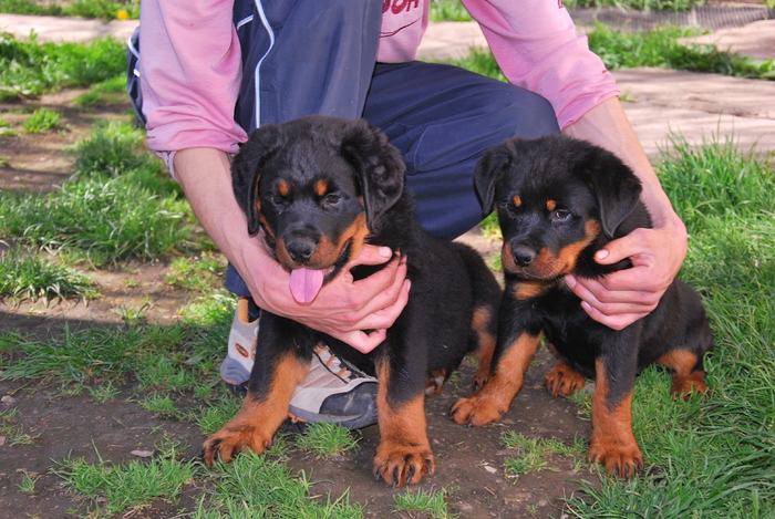 hogan & henri adamsrott - rottweiler canisa adamsrott