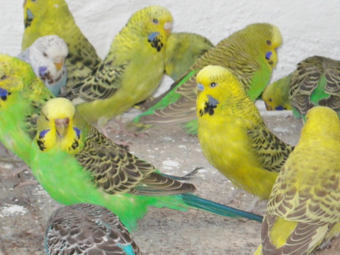 DSC05799 - PUI 2010-MATCA 2011