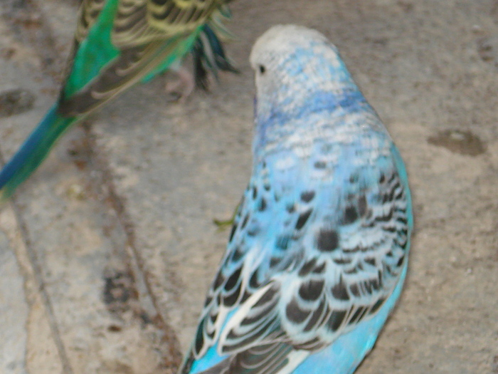 DSC05802 - PUI 2010-MATCA 2011