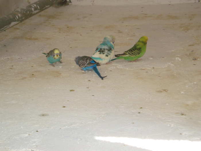 DSC05830 - PUI 2010-MATCA 2011