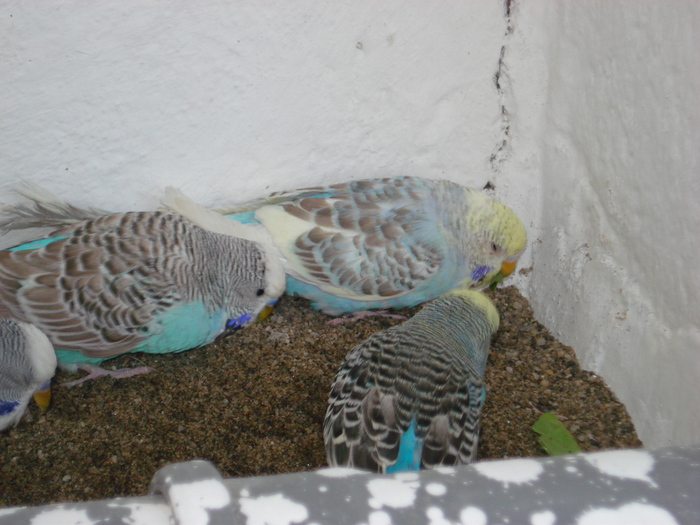 DSC05840 - PUI 2010-MATCA 2011