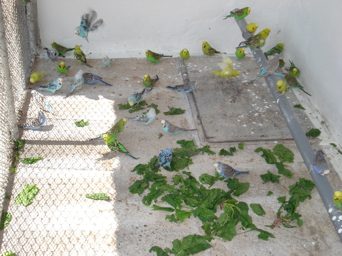 DSC05854 - PUI 2010-MATCA 2011