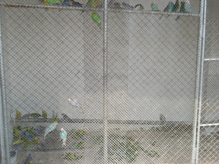 DSC05858 - PUI 2010-MATCA 2011