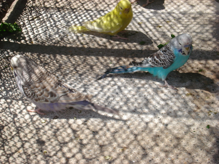 DSC05860 - PUI 2010-MATCA 2011