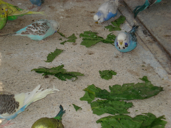 DSC05861 - PUI 2010-MATCA 2011