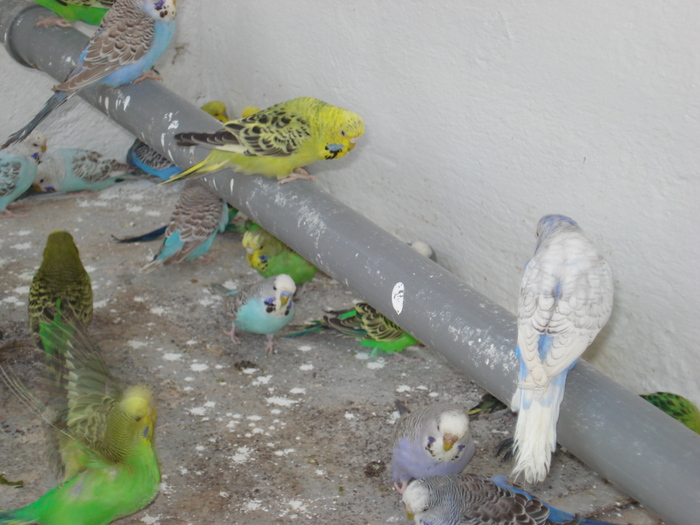DSC05862 - PUI 2010-MATCA 2011
