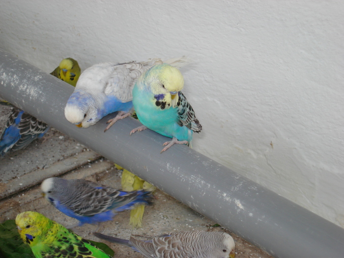 DSC05863 - PUI 2010-MATCA 2011