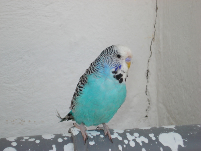 DSC05864 - PUI 2010-MATCA 2011
