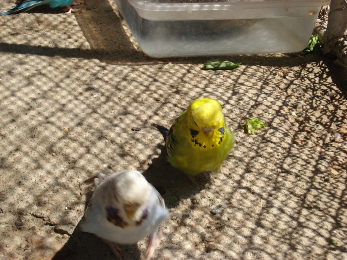 DSC05868 - PUI 2010-MATCA 2011