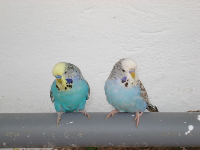 DSC05870 - PUI 2010-MATCA 2011
