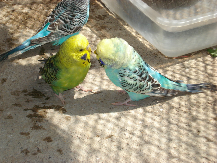 DSC05887 - PUI 2010-MATCA 2011