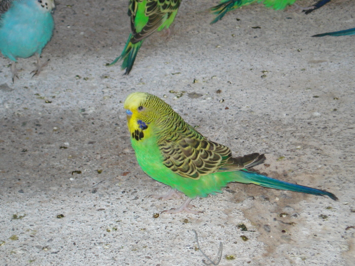 DSC05903