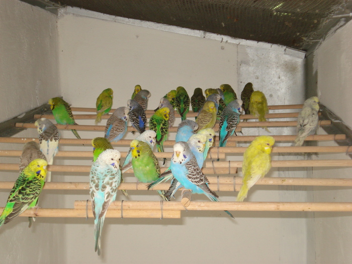 DSC05905