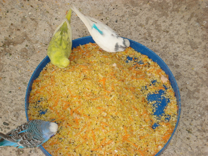 DSC05914