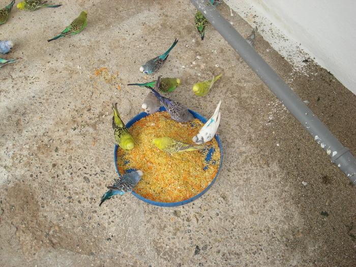 DSC05916