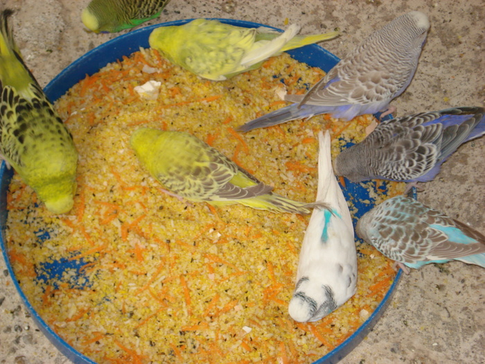 DSC05918