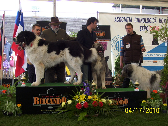 CALIMAN DE DRAGOS VODA; EEXPO SATU MARE 2010  : EXC.1 ,CACIB, BOB, CEL MAI FRUMOS CIOBANESC ROMANESC AL EXPOZITIEI
