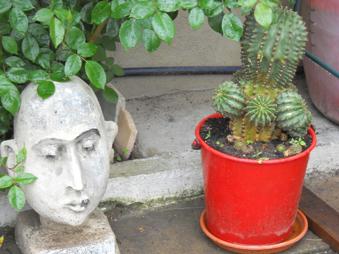 ganditorul cu cactus