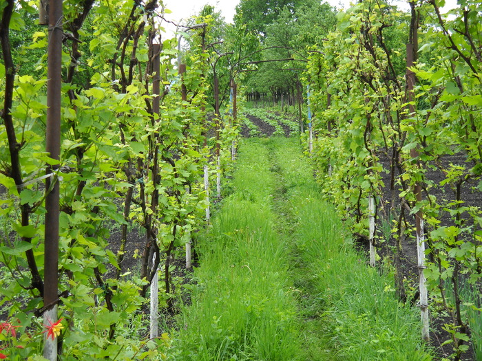 partea verde a "problemei" - ferma