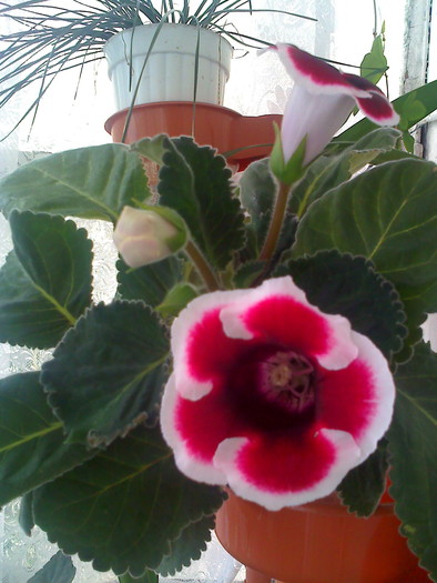 moto_2014 - gloxinia rosie cu bordura alba2010