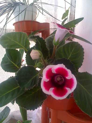 moto_2044 - gloxinia rosie cu bordura alba2010