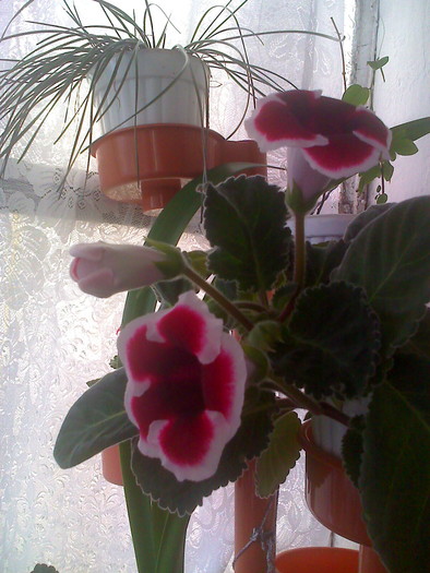 moto_2046 - gloxinia rosie cu bordura alba2010