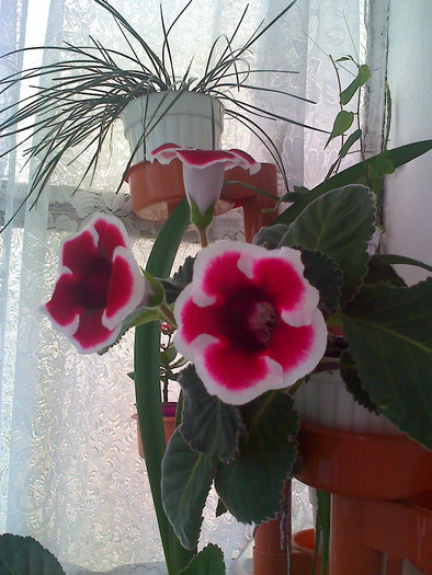 moto_2066 - gloxinia rosie cu bordura alba2010