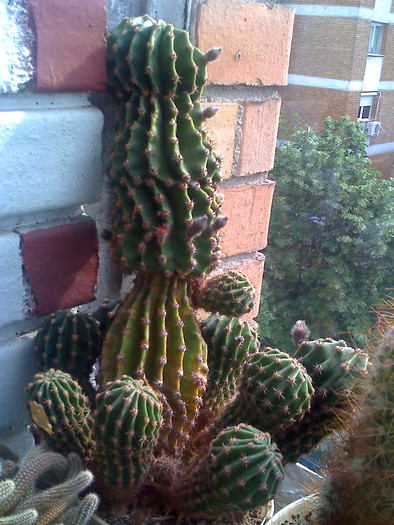 moto_2026 - cactusi
