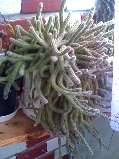 2010 - cactusi