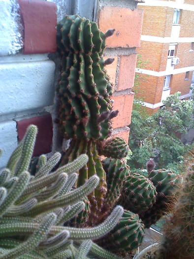 2010 - cactusi