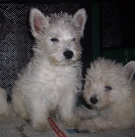 westie - West highland white terrier-Cezar