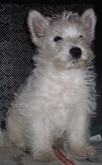 westie - West highland white terrier-Cezar