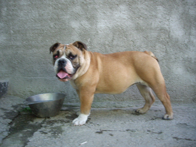 Buldog Englez Tita - animalele familiei