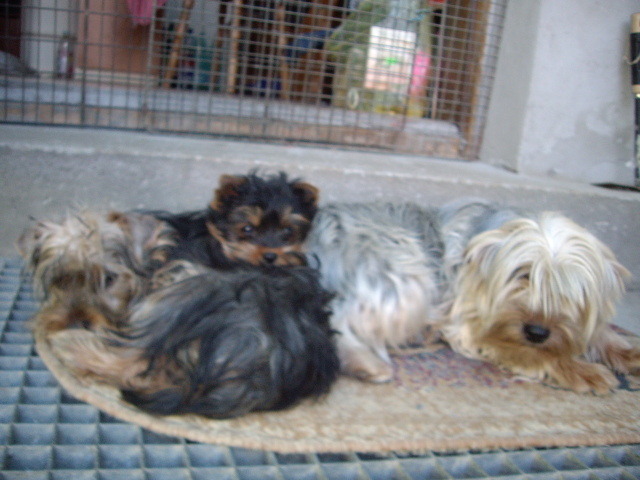 yorky izy - animalele familiei