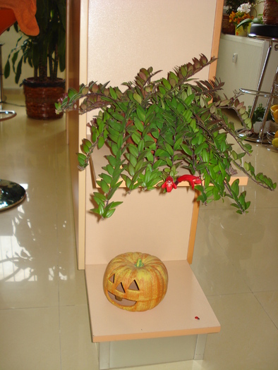 AESCHINANTHUS