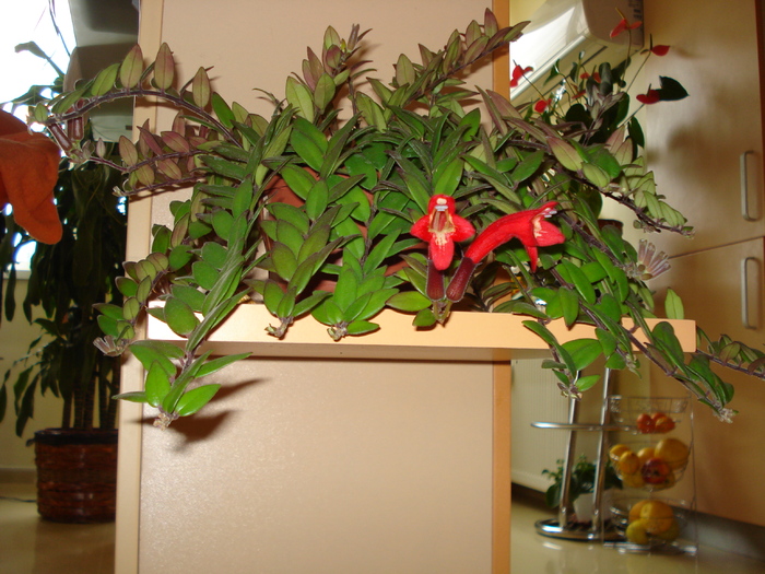 AESCHINANTHUS