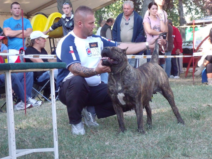 sasa - dogo canario in show