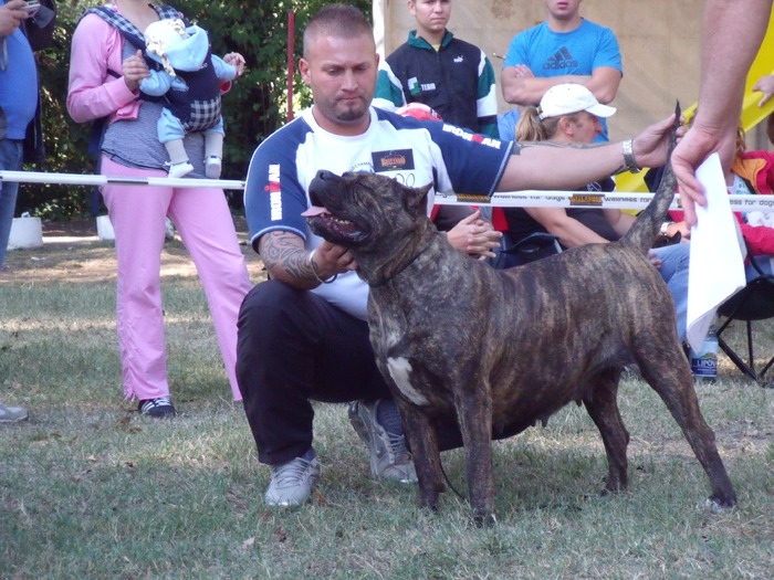 sasa - dogo canario in show