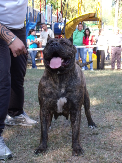 sasa cupa transilvania - dogo canario in show