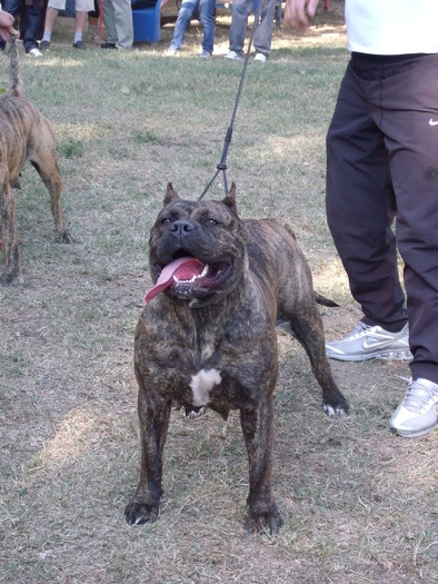 sasa - dogo canario in show