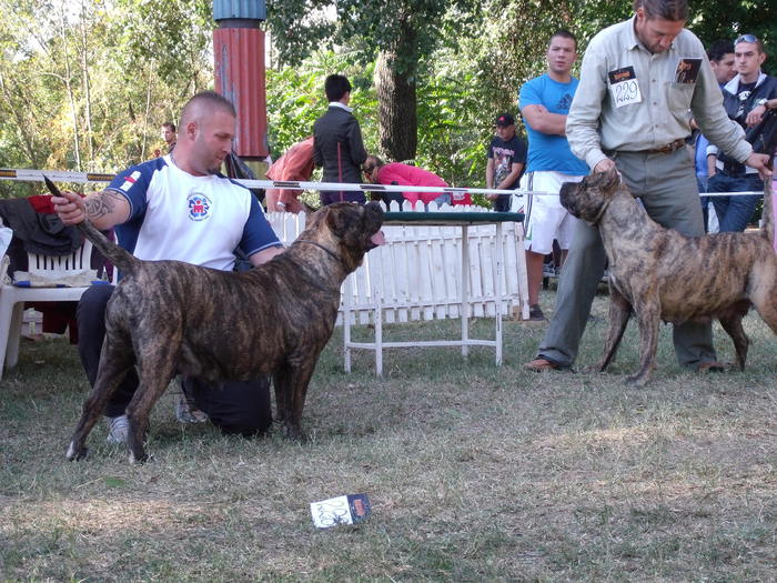 sasa; invingatoare clasa deschisa cupa TRANSILVANIEI   b o b
