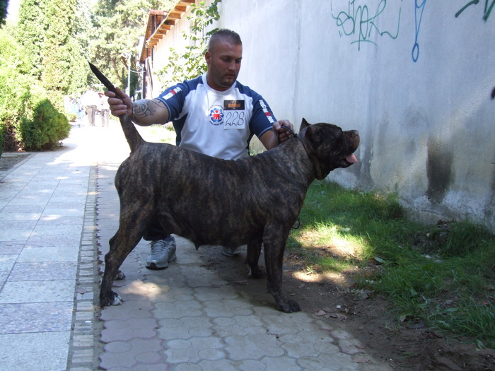 sasa - dogo canario in show