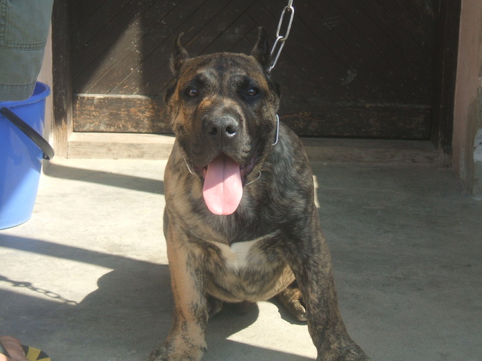 woodoo - tineret promitator Dogo Canario