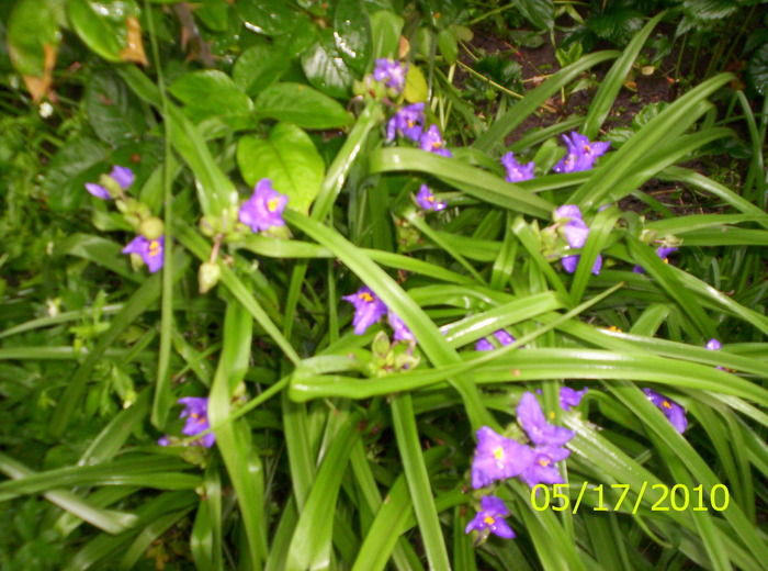 completare...; lobelia sunt ?micute si multe ,intregesc gradina
