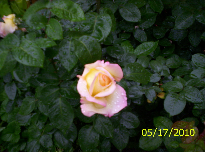 un frumooos - trandafiri