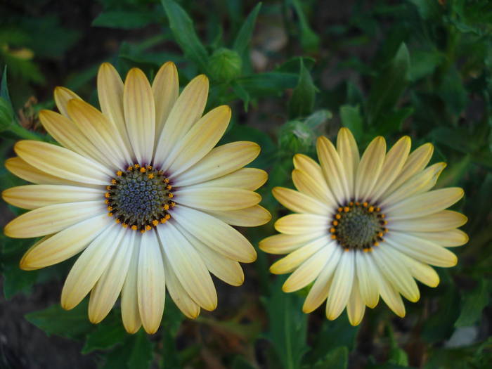 Daisy Sunny Amanda (2009, August 04)