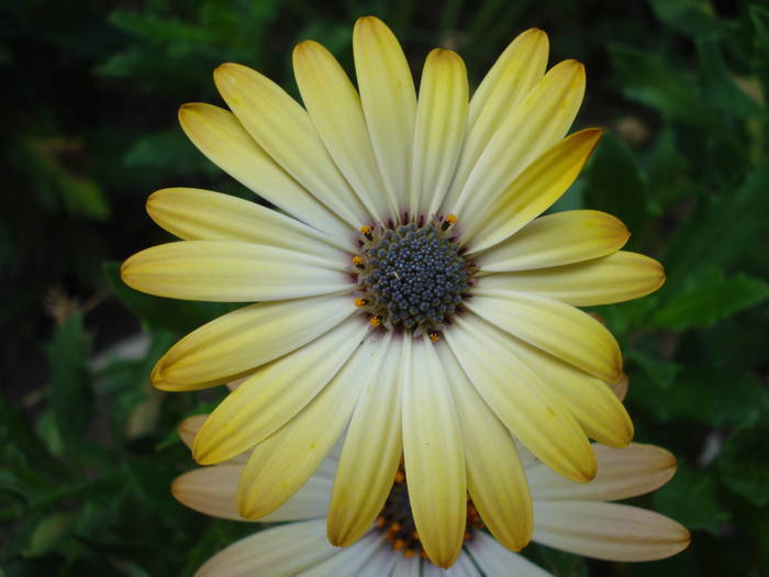 Daisy Sunny Amanda (2009, August 12)